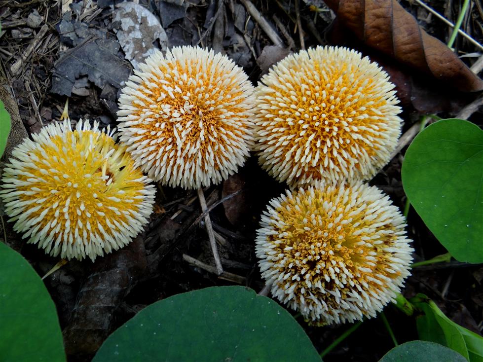 Neolamarckia cadamba